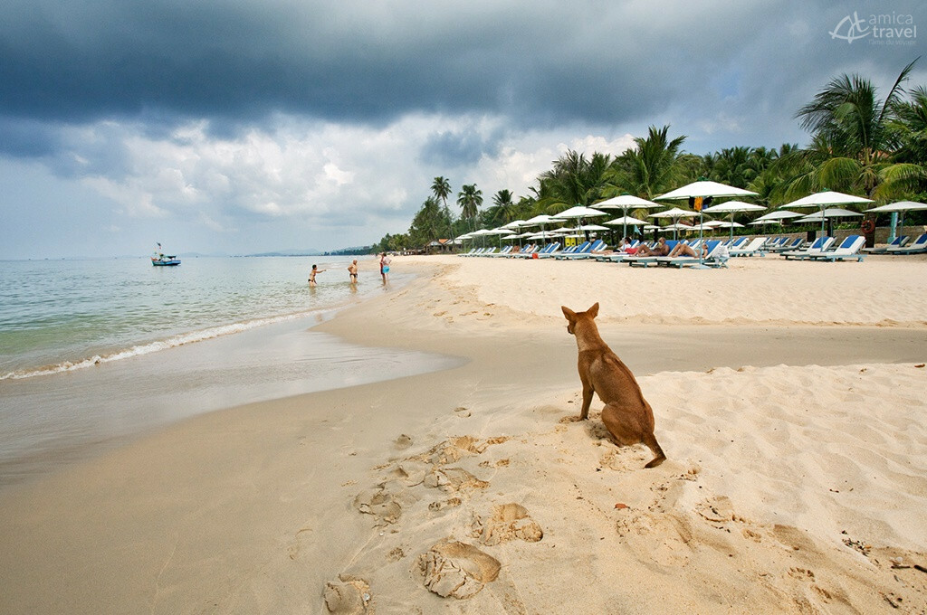 chien crete phu quoc