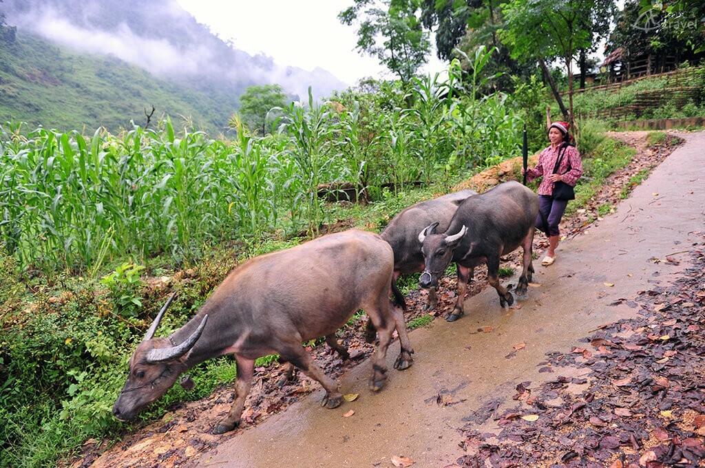 femme dao ha giang nord vietnam