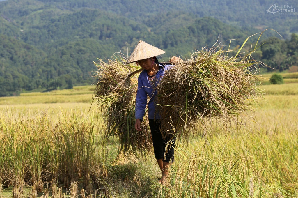 Paysan en plein travail des champs porte paille