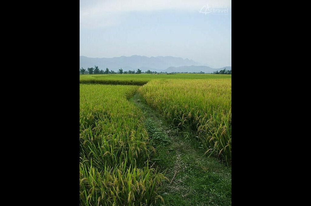 champs de riz Nghia Lo Nord Vietnam