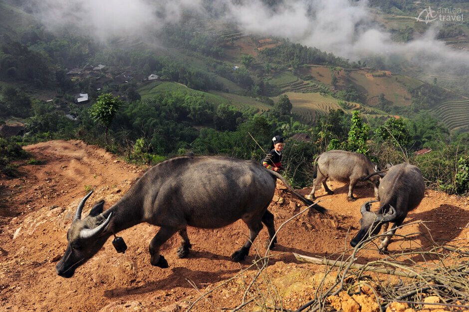 femme ethnique berge boeufs