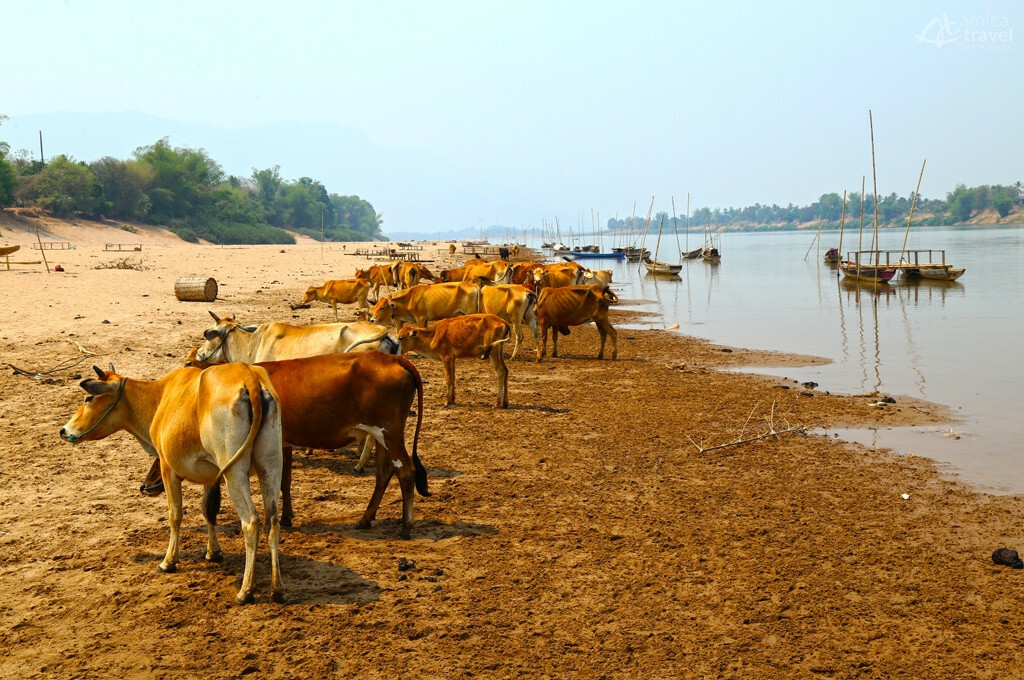 Les boeufs sur le banc de sable à côté de la rivière boeufs a cote de riviere