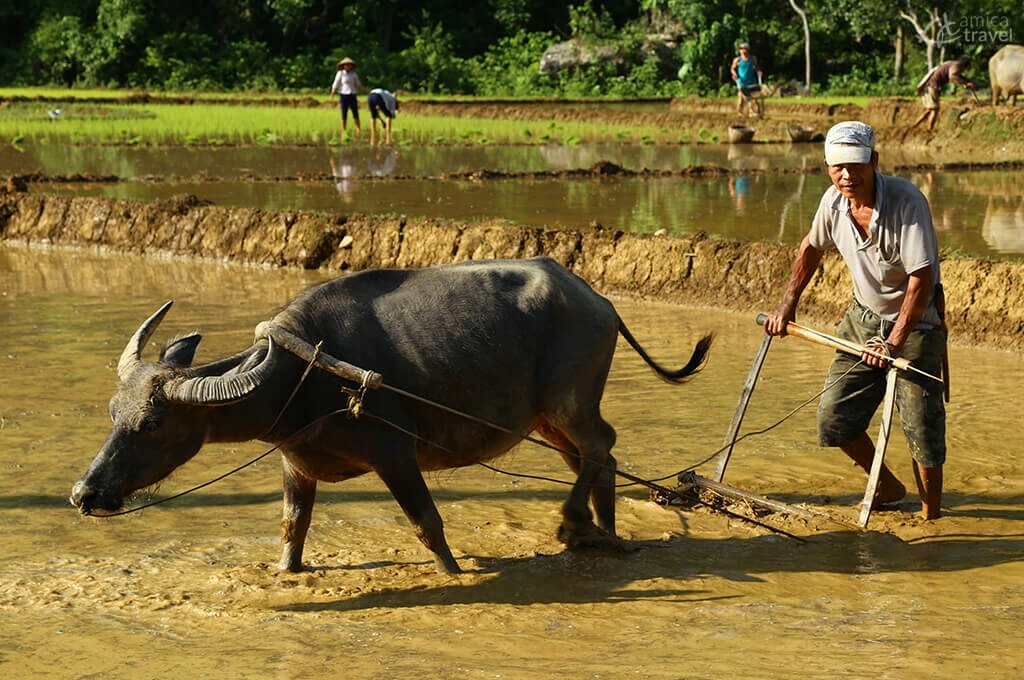 rizières Suoi Mu lodge Vietnam