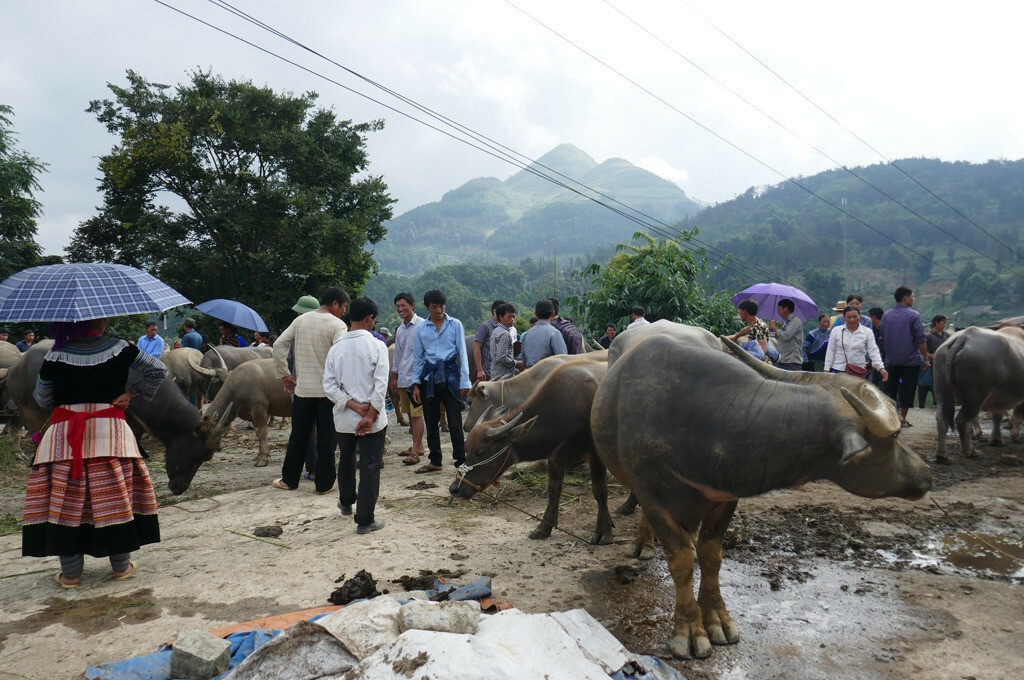 Visite du marché local de Hoang Su Phi marche local hoang su phi