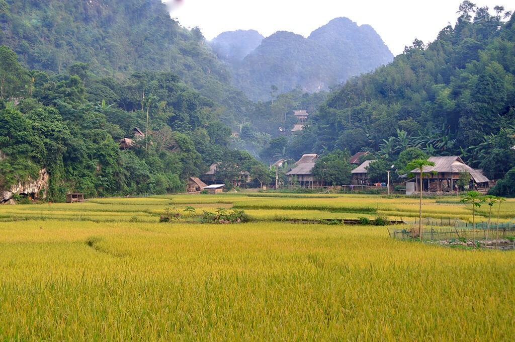Paysage de rizières autour des Bains de Hieu Paysage rizières
