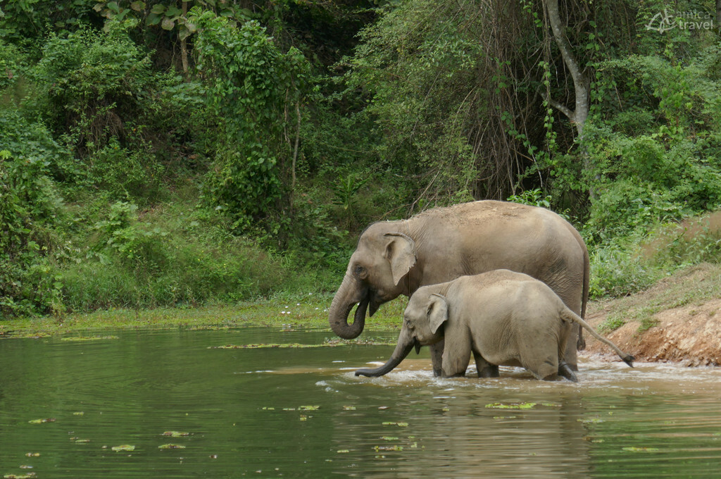 Jeune éléphanteau et sa mère éléphants laos