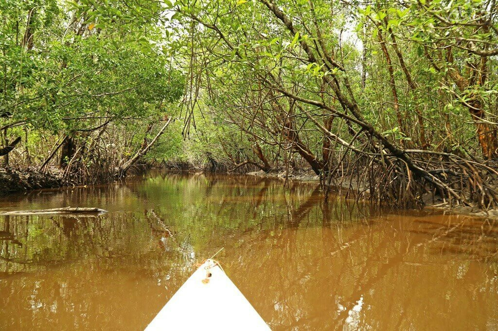 La mangrove, un écosystème unique mangrove