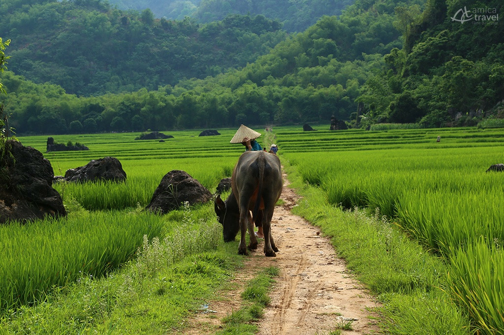 vallee rizicole mai hich