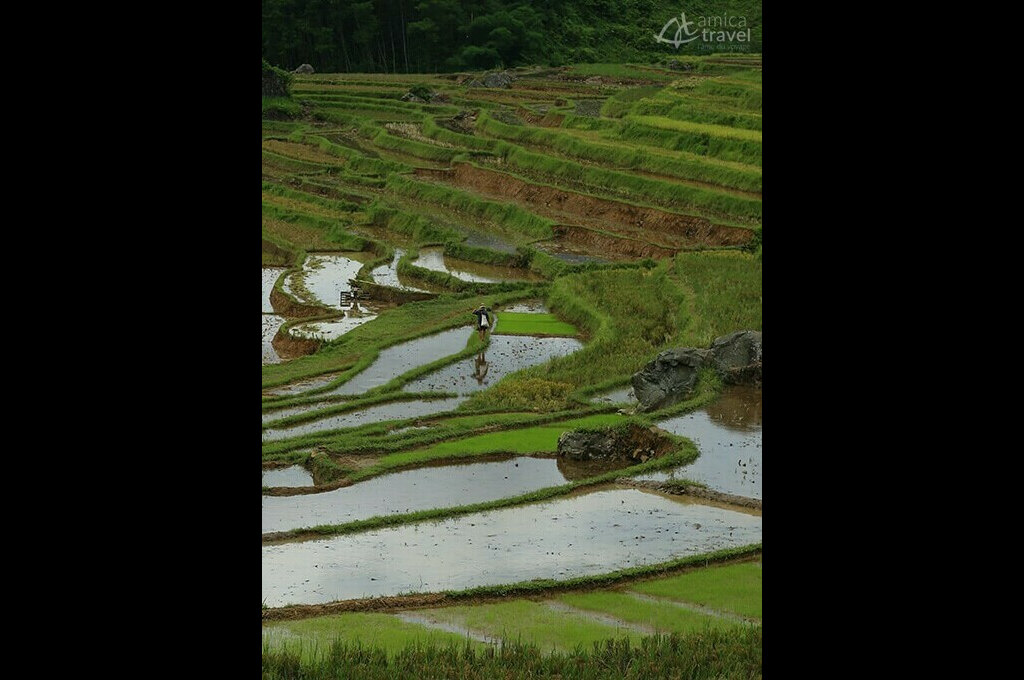 champs de riz pu luong
