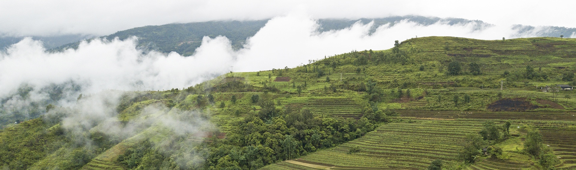 bac ha