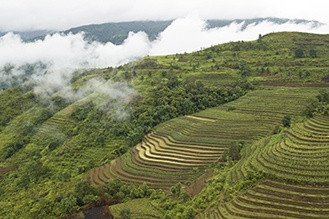 bac ha