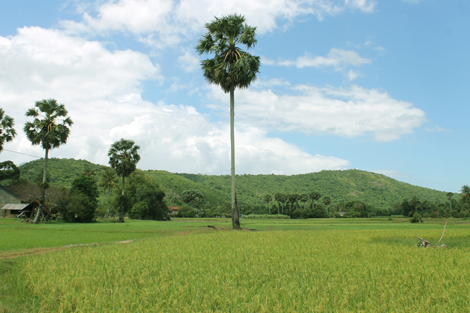 campagne kampot cambodge
